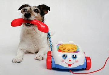 A Jack Russell Terrier playing with a toy telephone