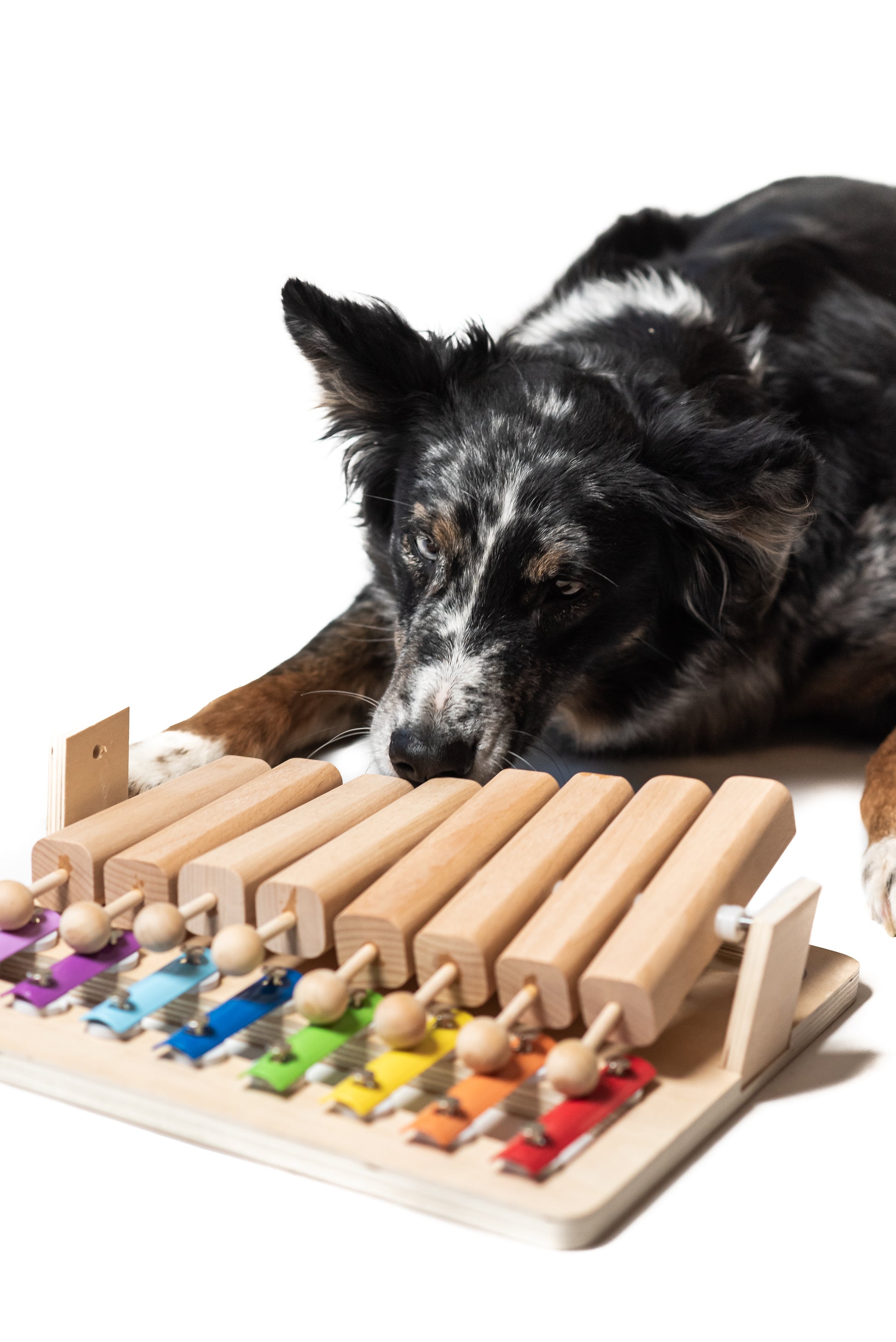 Pet's Piano – My Intelligent Pets
